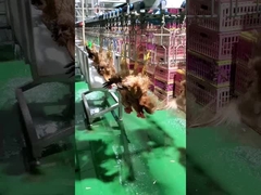 Ligne d'abattage de volaille de grande capacité, machine d'abattage de poulets halal 1000 BPH