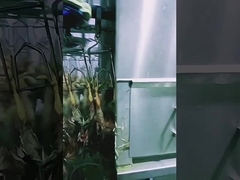 Ligne d'abattage de volaille de grande capacité, machine d'abattage de poulets halal 1000 BPH