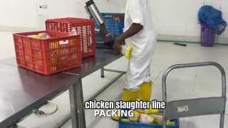 Complete chicken slaughter line