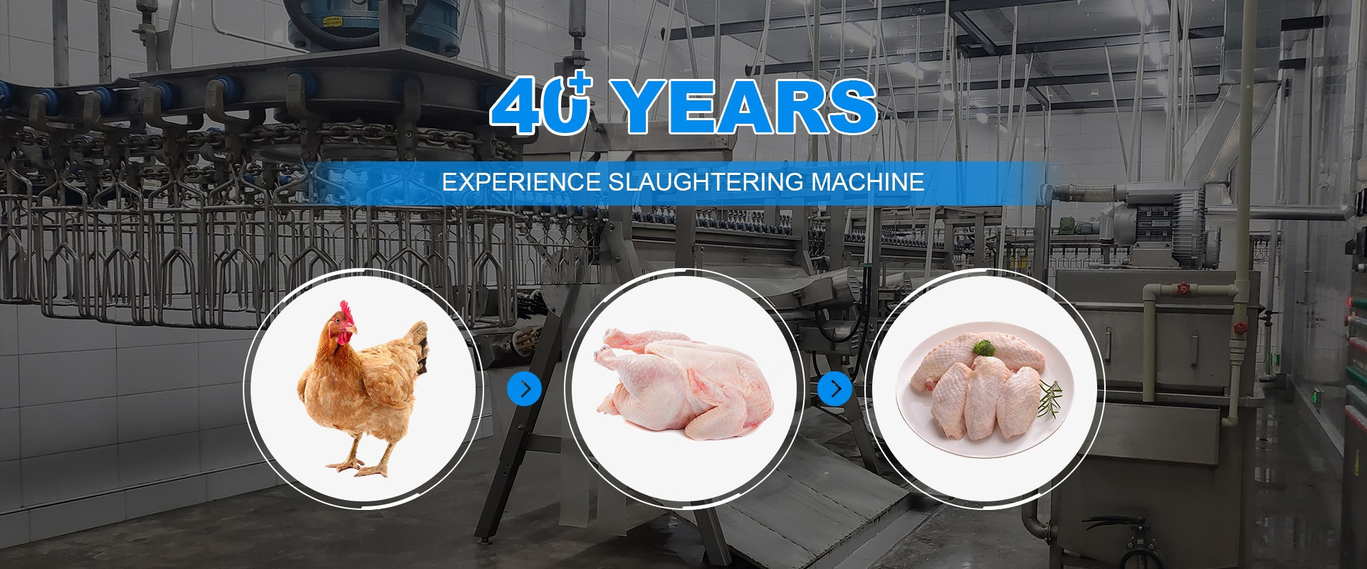 qualité Machine d'abattage de poulet usine