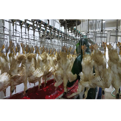 Équipement de l'abattage de volailles de poulets de chair professionnel