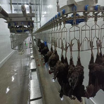 Ligne d'abattage de poulets en acier inoxydable Machines de transformation des volailles à réglage flexible