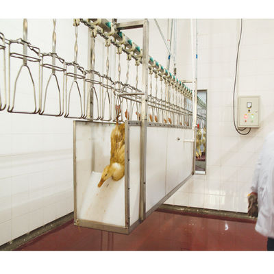ligne d'abattage de volailles en acier inoxydable 500 Bph