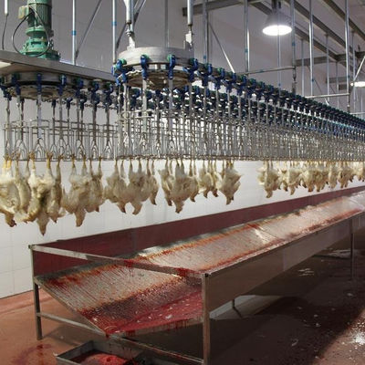 500 BPH - 1000 BPH Machines automatiques d'abattage de volailles et de poulets