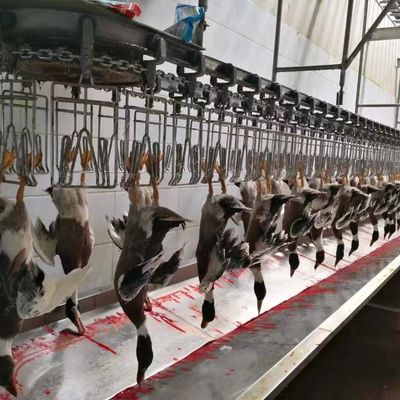 Machine à abattre le poulet, l'oie, la dinde et le canard