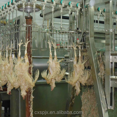 Machine de transformation de volaille à haute tension 380V/220V pour le découpage des poulets et l'abattage halal