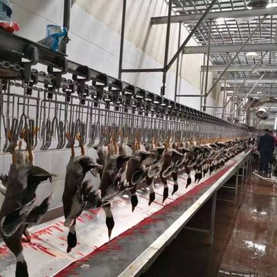Équipement d'abattage de volailles certifié CE Ligne d'abattage de volailles de canard 600 kg