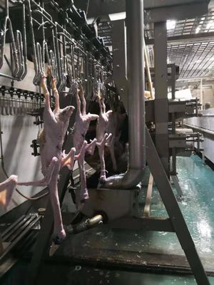 Rationalisez votre transformation de poulet avec une chaîne d'abattage contrôlée par automate programmable (PLC) et des matériaux en acier inoxydable 304