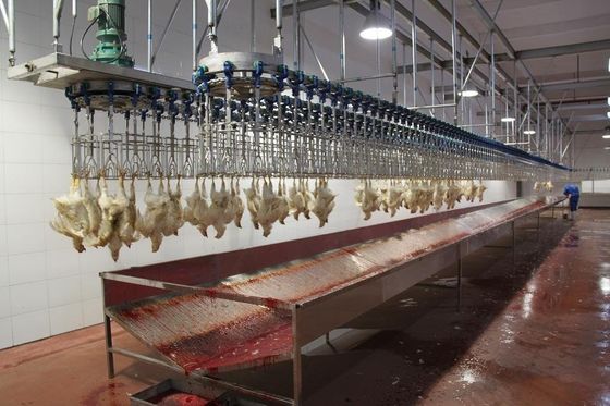 Couche de poulets de chair Machine automatique d'abattage Fermes d'acier inoxydable Abattage de poulets