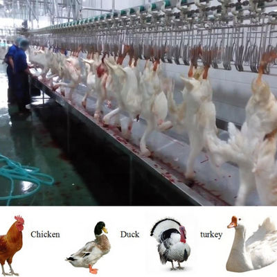 Ligne complète complète de la machine d'abattage de poulets de volaille