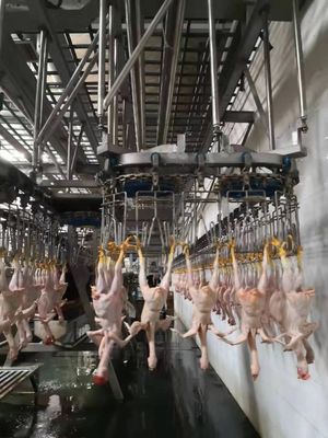 Ligne d'abattage de poulets durable, machine automatique d'abattage, approuvée par la TUV