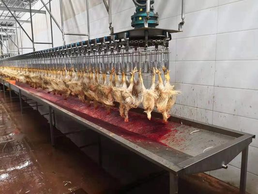 1000 poulets par heure Bph Mini usine complète d'abattage de transformation de volaille