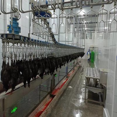 Machine automatique pour l'abattage des volailles Halal
