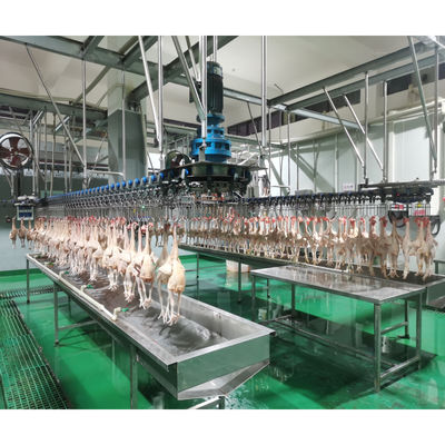 Ingénieurs pour l'entretien des machines de la ligne d'abattage de poulets à l'étranger pour l'abattage et le pillage des volailles