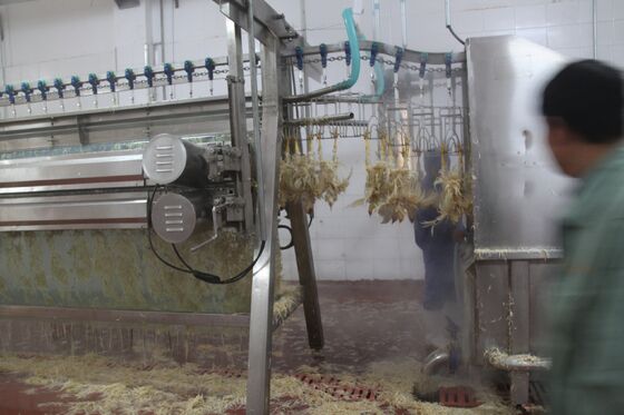 Machine de découpage de poulet Petite volaille Abattoir Poule (pollos) Traitement de la viande Équipement de transformation du poulet