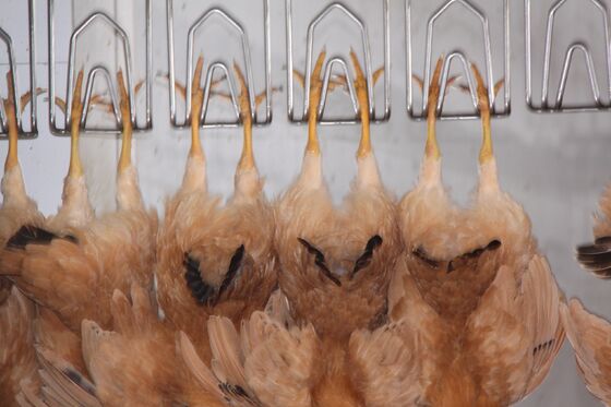 Équipement d'abattage de poulets halal à haute efficacité, ligne de transformation de volailles clé en main pour 1000 oiseaux par heure